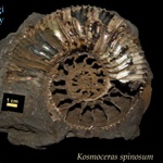 kosmoceras